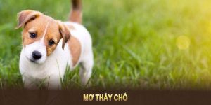 mơ thấy chó