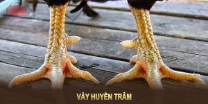 vảy huyền trâm